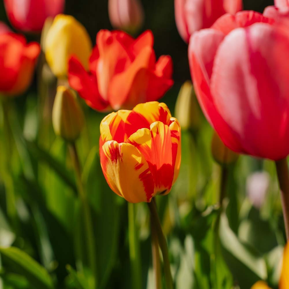 Tulppaaniseos 'Darwin Hybrid Mixed'