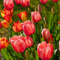 Tulppaaniseos 'Darwin Hybrid Mixed'