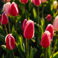 Tulppaaniseos 'Delight Mixed'