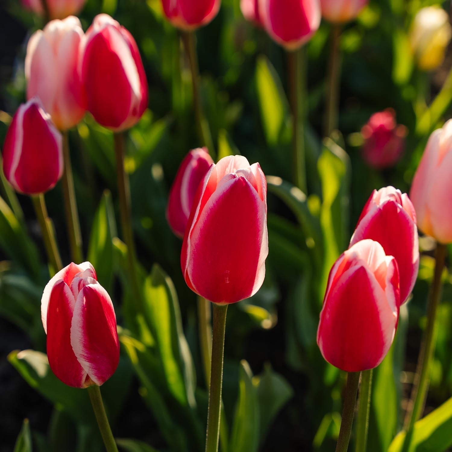 Tulppaaniseos 'Delight Mixed'