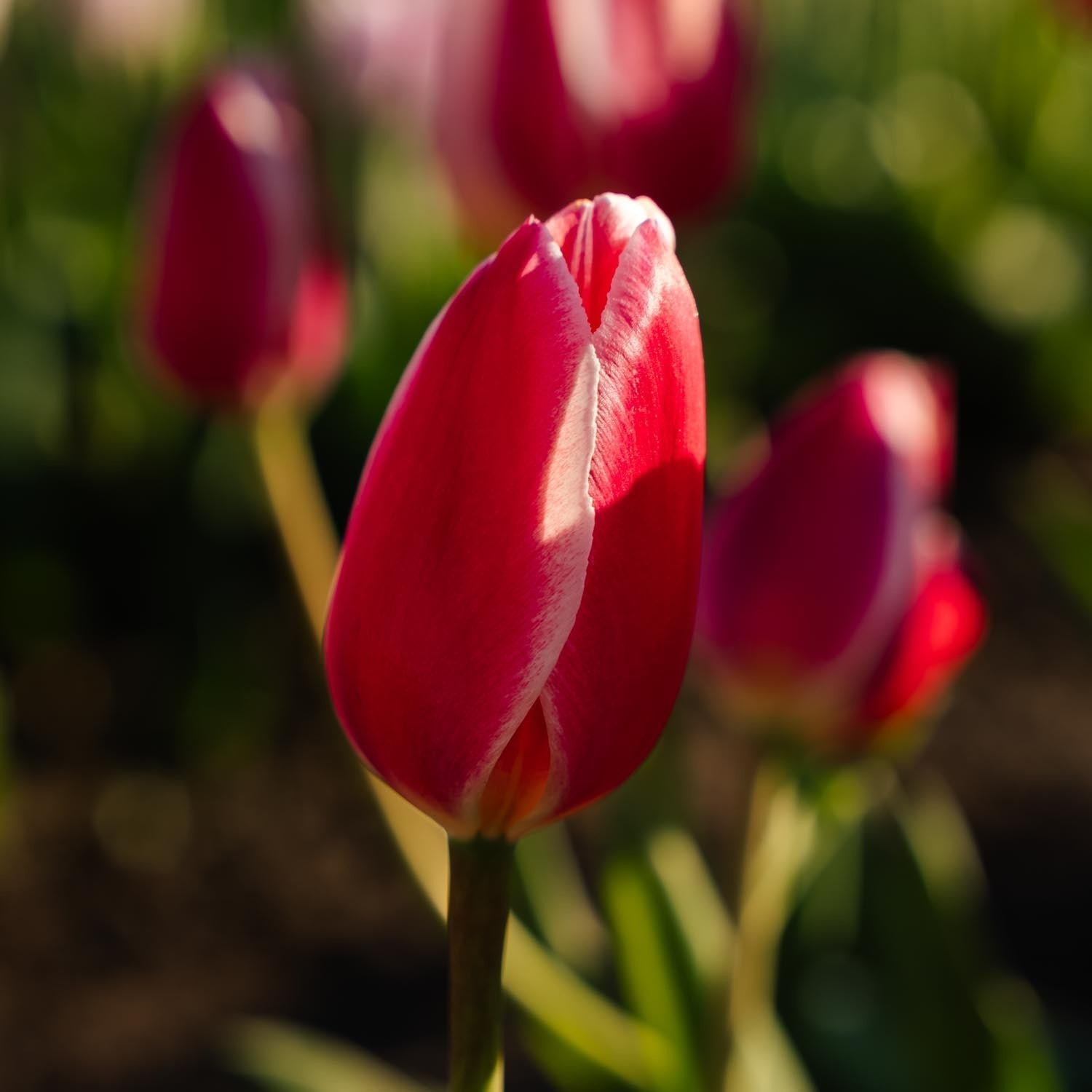 Tulppaaniseos 'Delight Mixed'