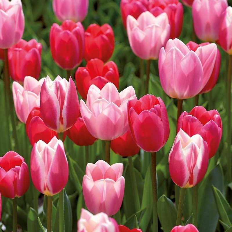 Tulppaaniseos 'Delight Mixed'