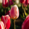 Tulppaaniseos 'Delight Mixed'
