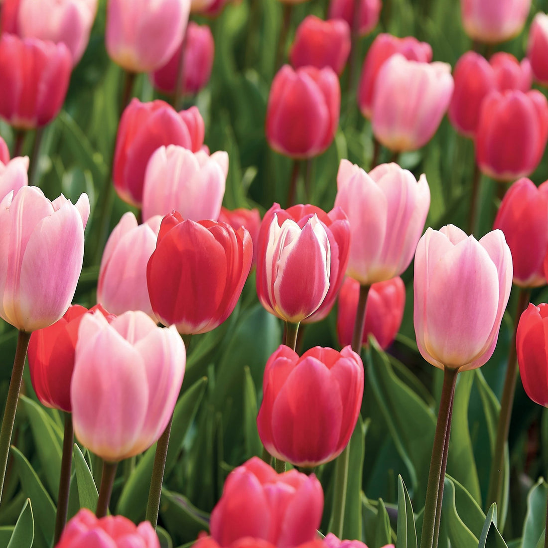 Tulppaaniseos 'Delight Mixed'