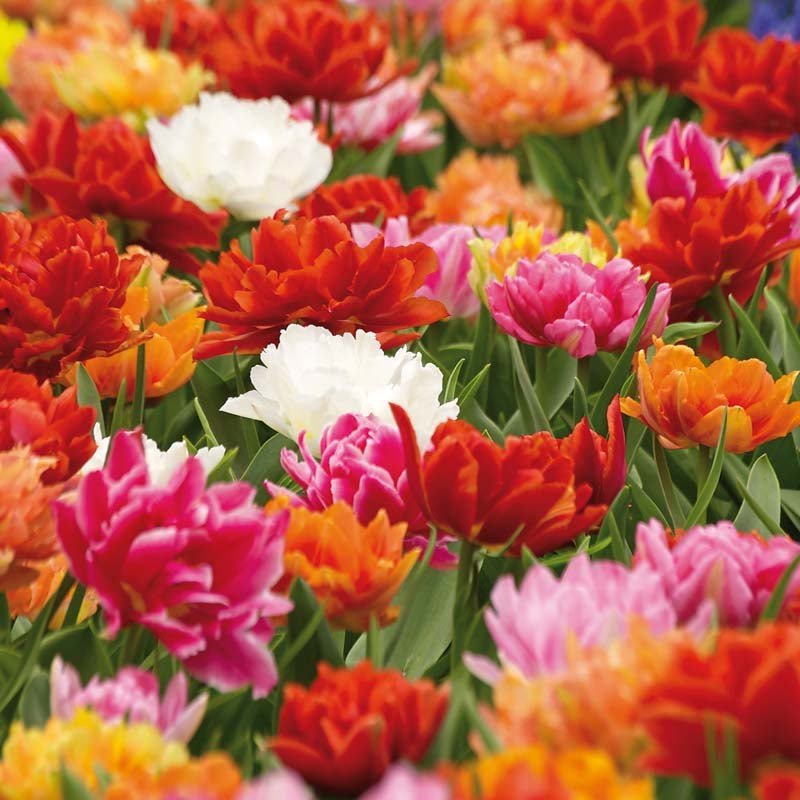 Tulppaaniseos 'Double Early Mixed'