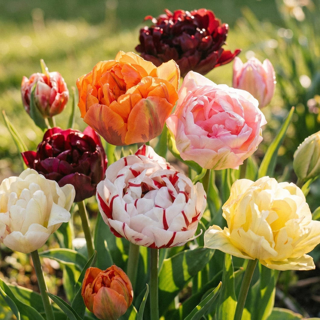 Tulppaaniseos 'Double Late Mixed'