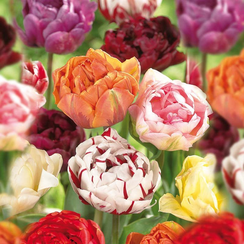 Tulppaaniseos 'Double Late Mixed'