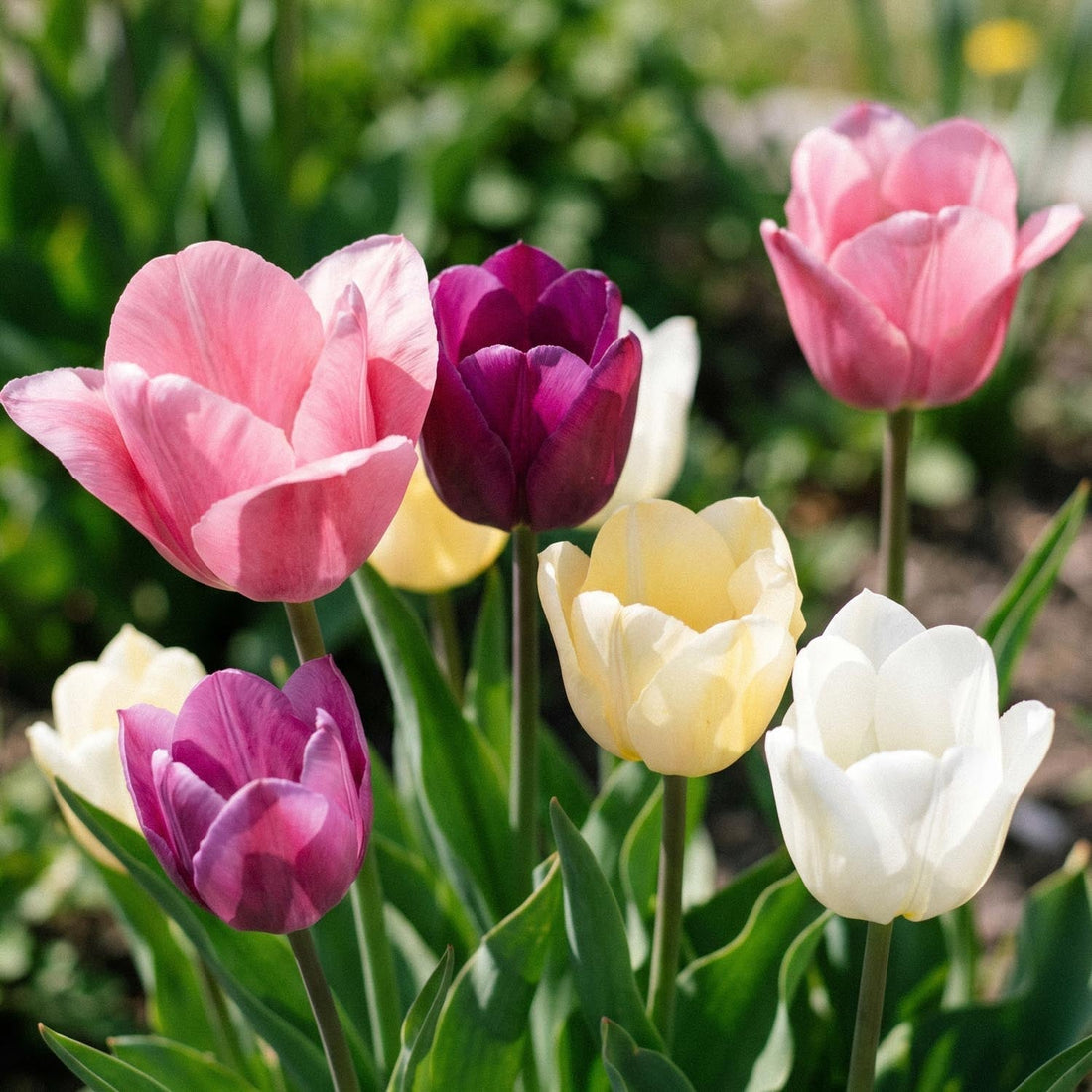 Tulppaaniseos 'Easter Basket Mixed'