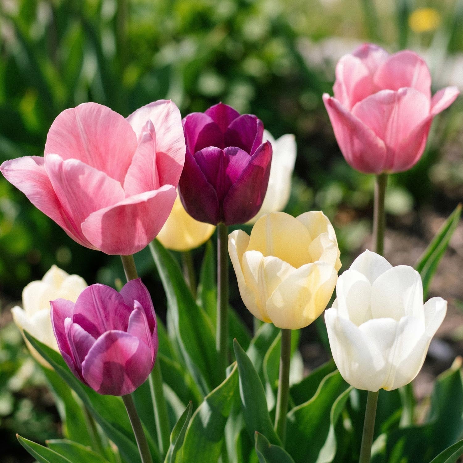 Tulppaaniseos 'Easter Basket Mixed'