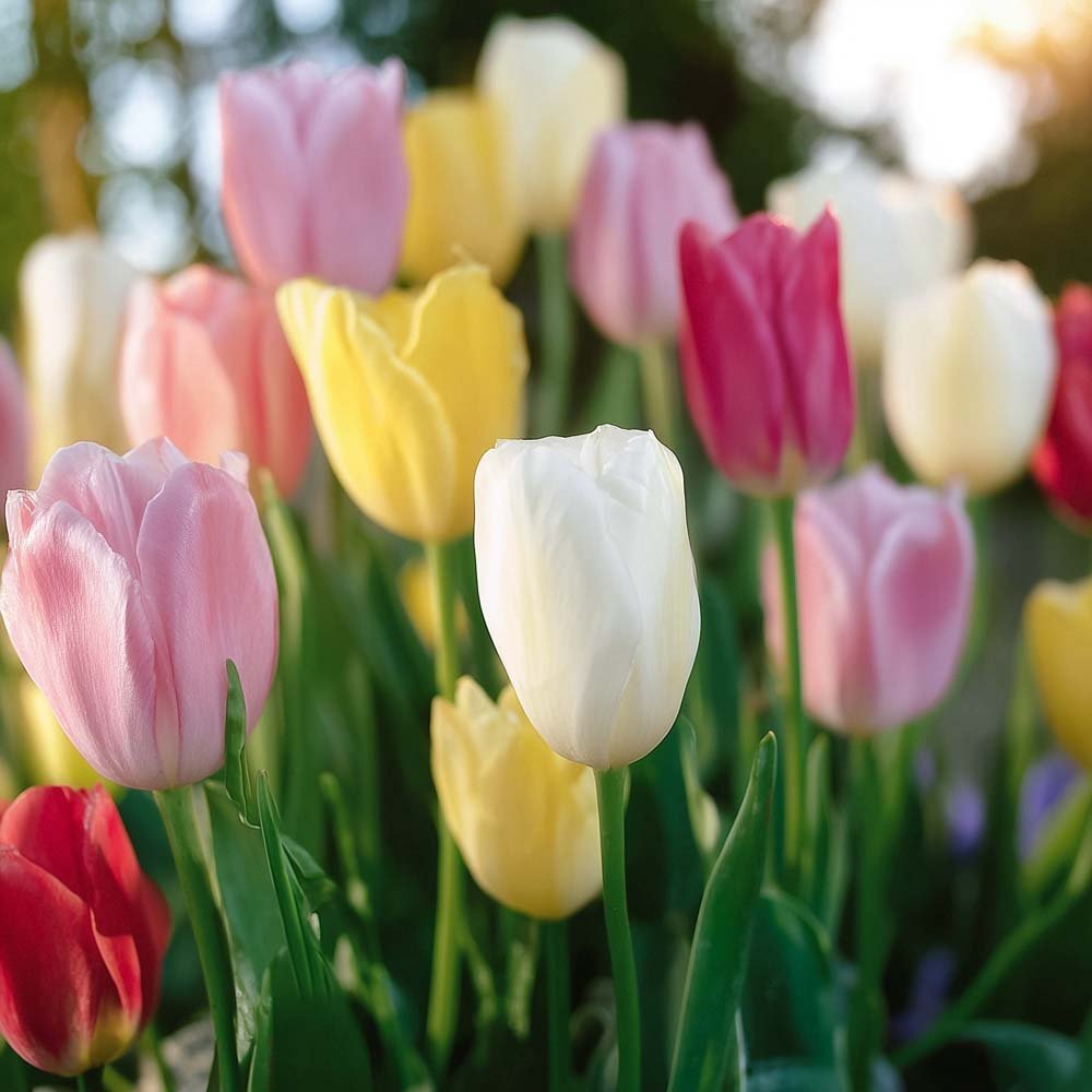 Tulppaaniseos 'Easter Basket Mixed'