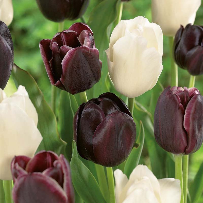 Tulppaaniseos 'Ebony&Ivory Mixed'