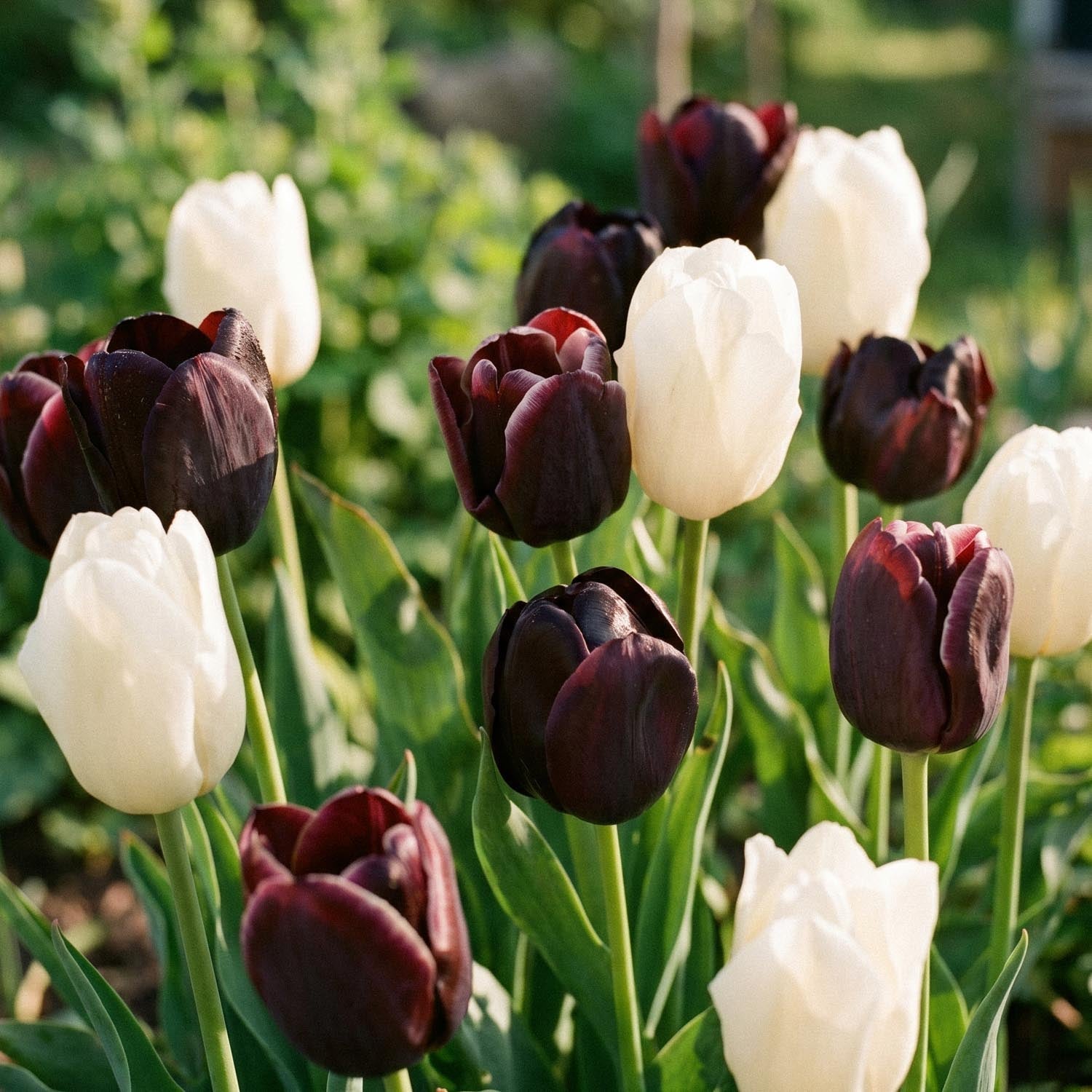 Tulppaaniseos 'Ebony&Ivory Mixed'