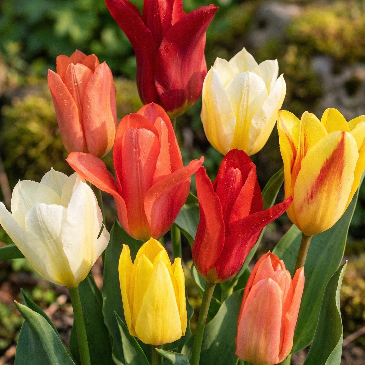 Tulppaaniseos 'Fosteriana Mixed'