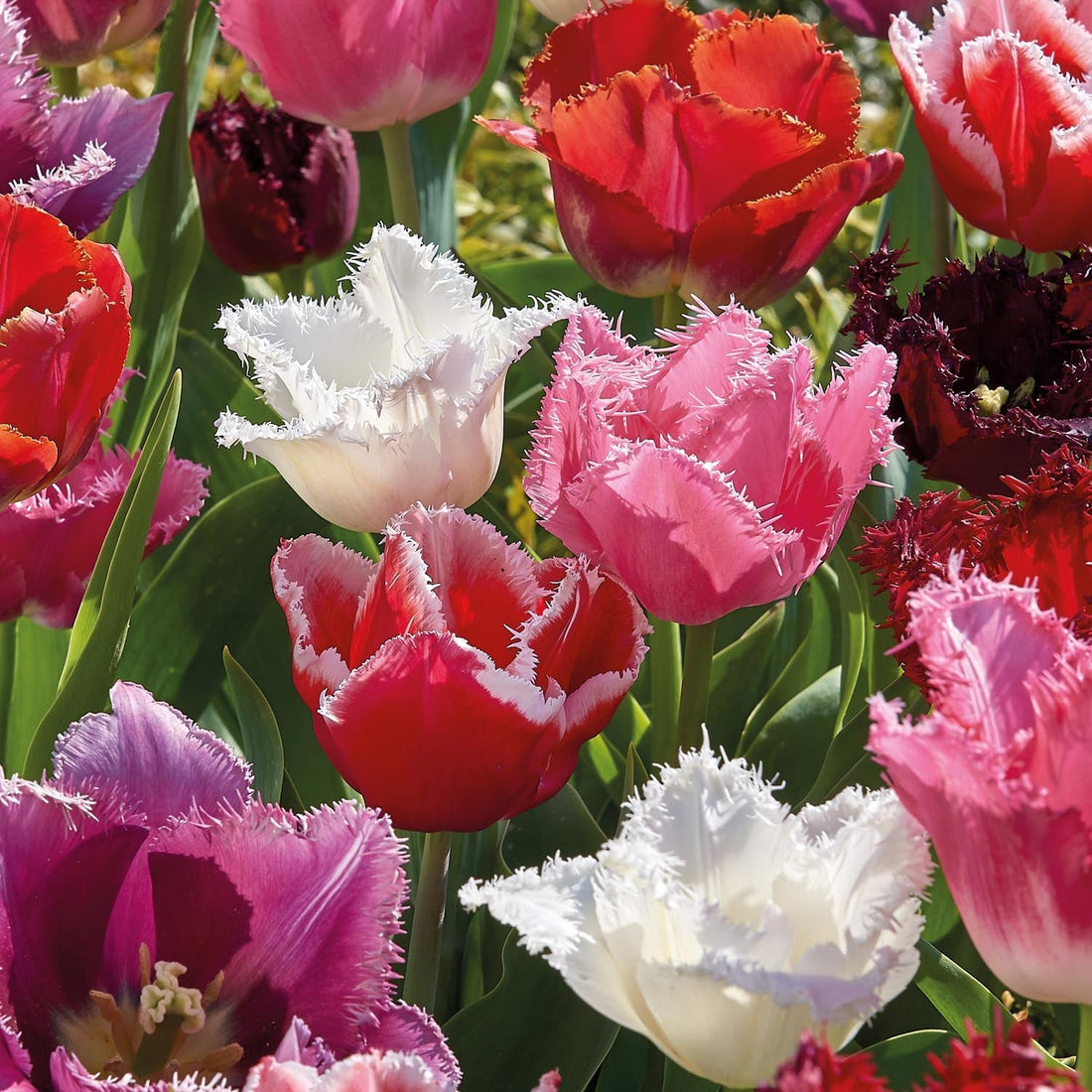 Tulppaaniseos 'Fringed Mixed'