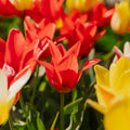 Tulppaaniseos 'Greigii Mixed'