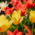 Tulppaaniseos 'Greigii Mixed'