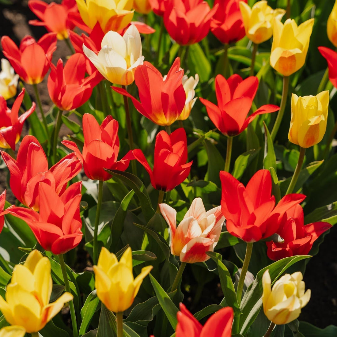 Tulppaaniseos 'Greigii Mixed'