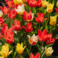 Tulppaaniseos 'Greigii Mixed'