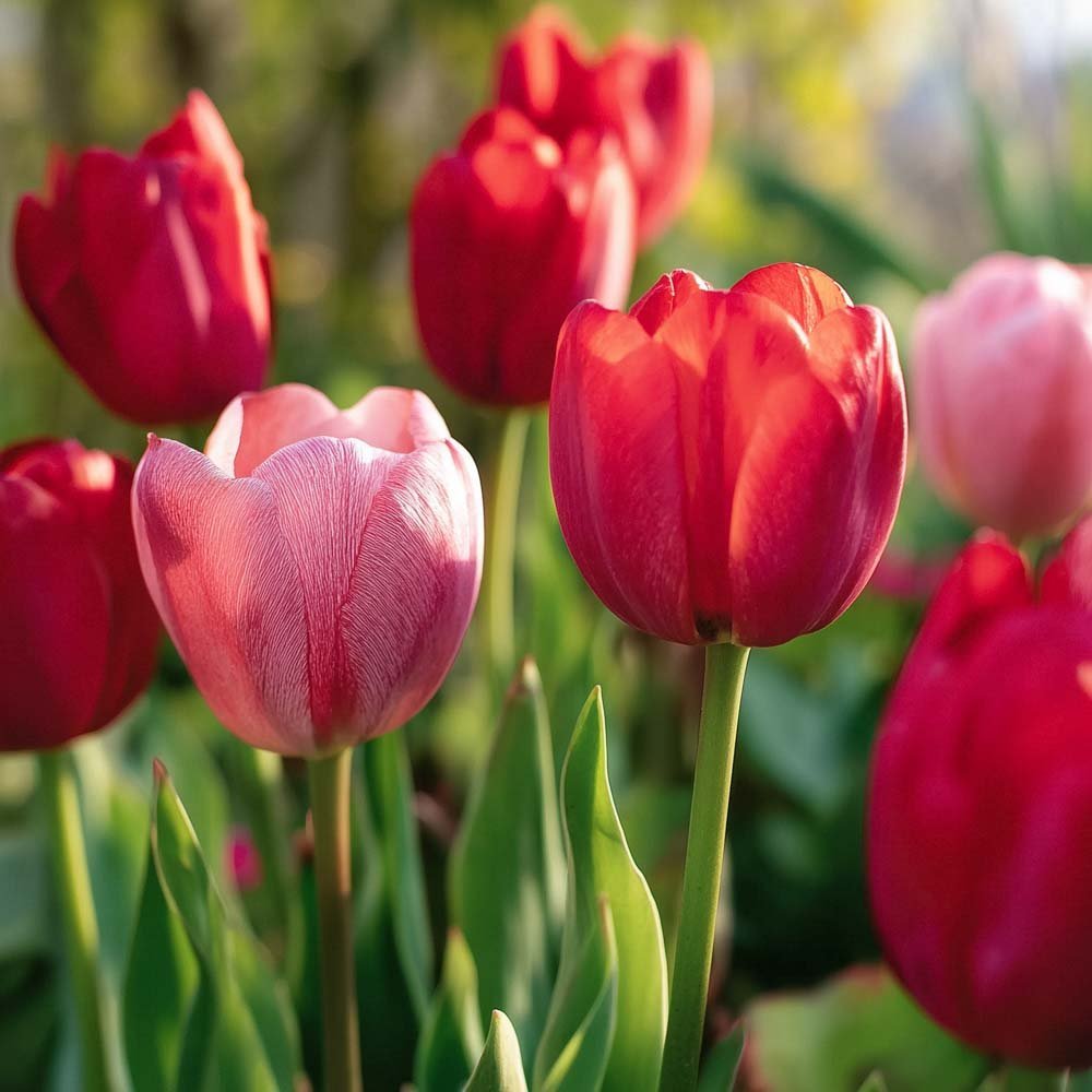 Tulppaaniseos 'Impression Mixed'