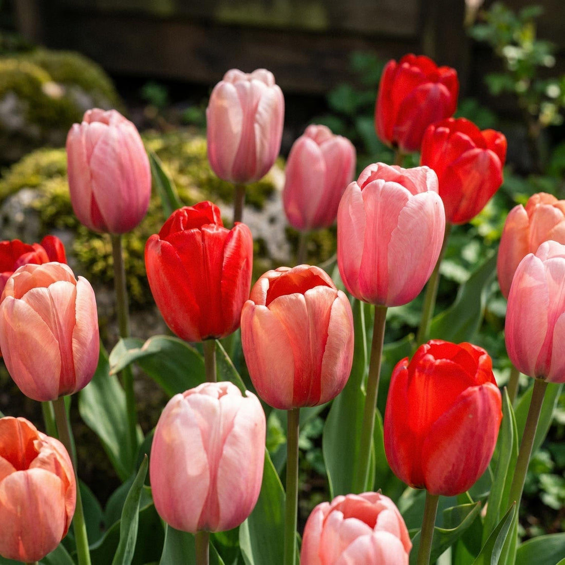 Tulppaaniseos 'Impression Mixed'
