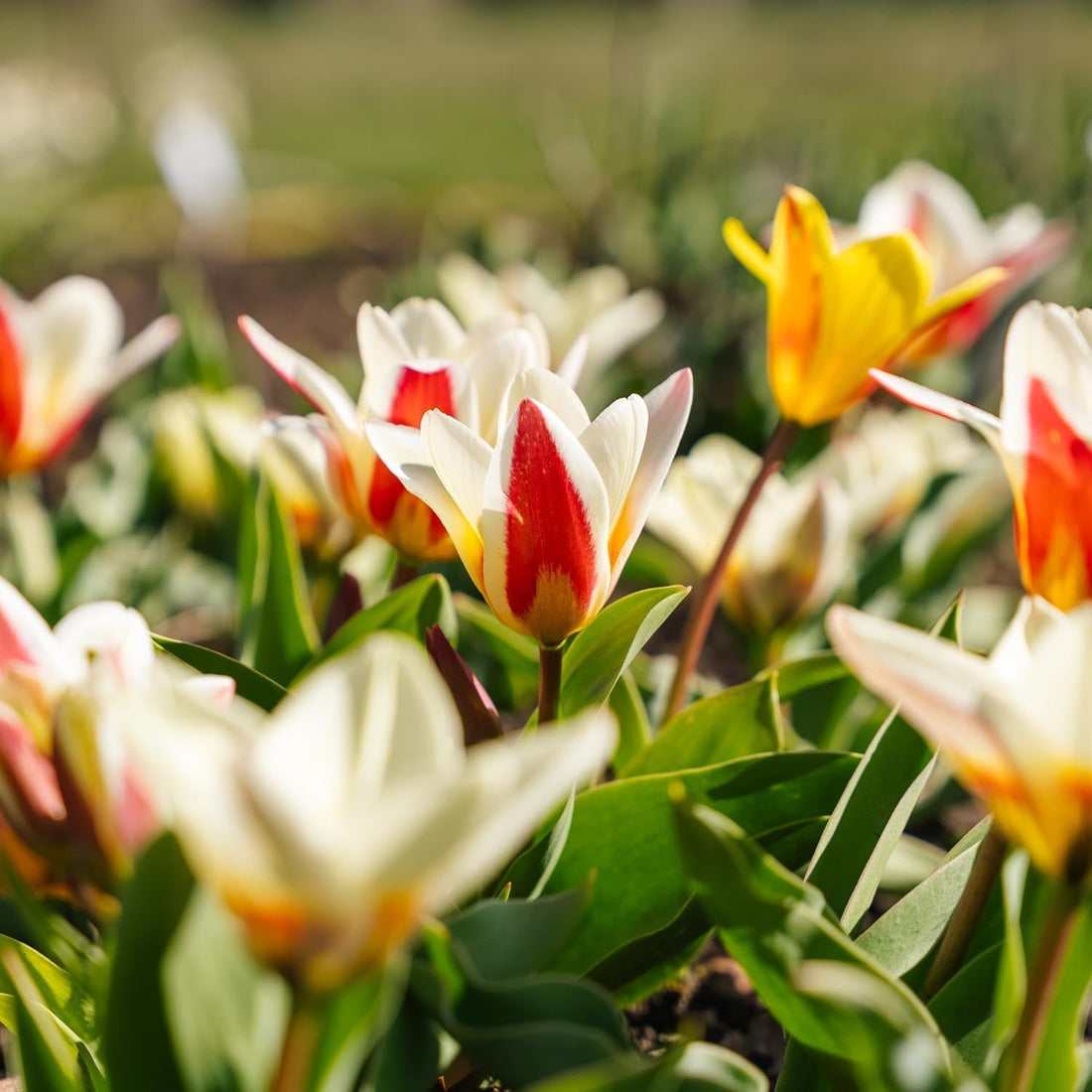 Tulppaaniseos 'Kaufmanniana Mixed'