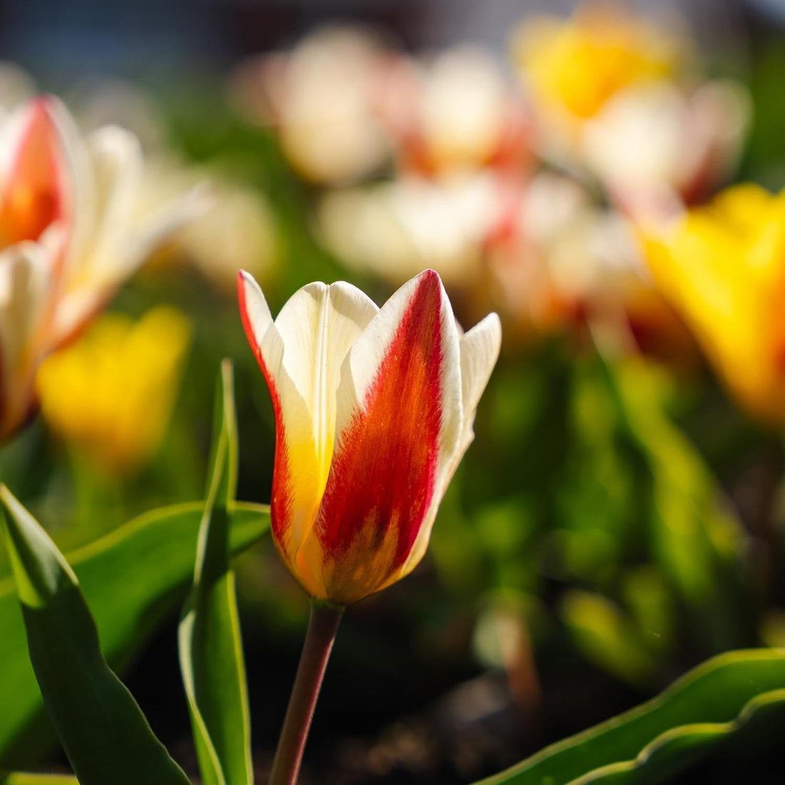 Tulppaaniseos 'Kaufmanniana Mixed'