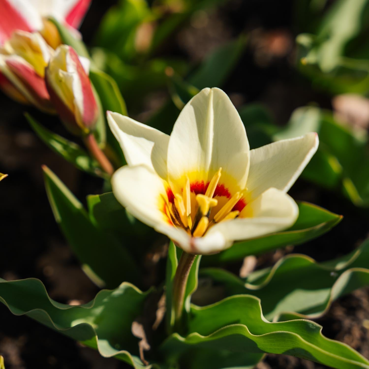 Tulppaaniseos 'Kaufmanniana Mixed'