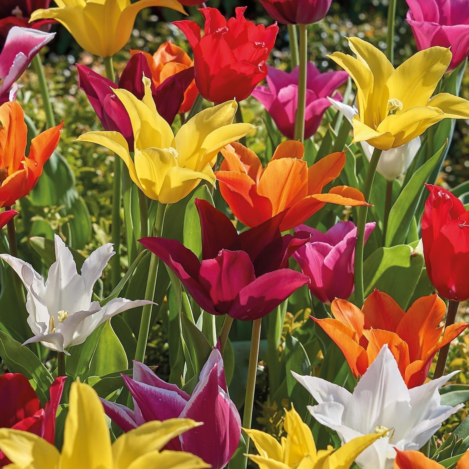 Tulppaaniseos 'Lily Flowering Mixed'