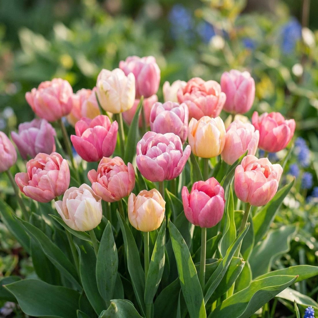 Tulppaaniseos 'Lovely Wedding Bouquet Mix'