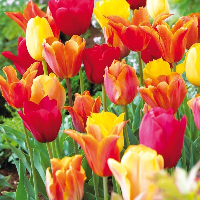 Tulppaaniseos 'Orange Mixed'