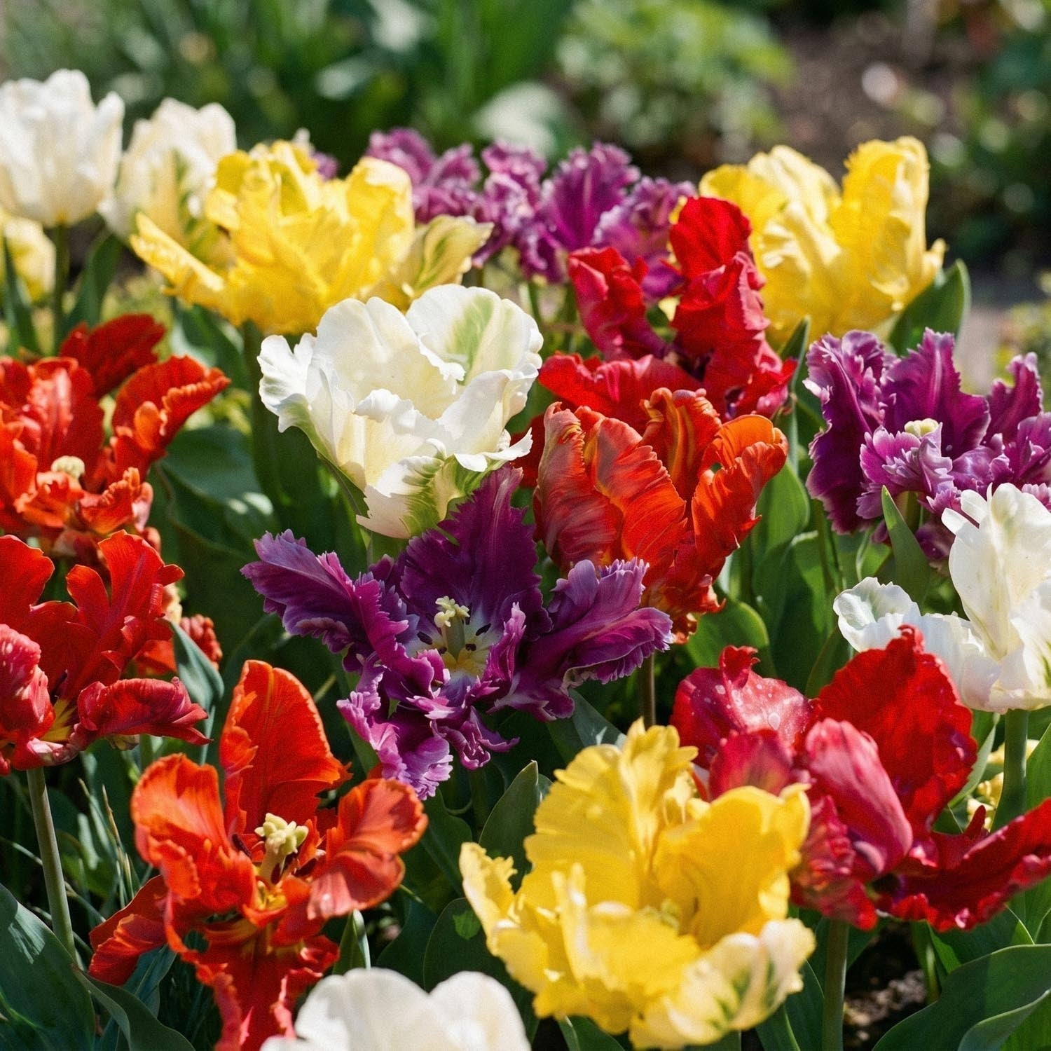 Tulppaaniseos 'Parrot Mixed'