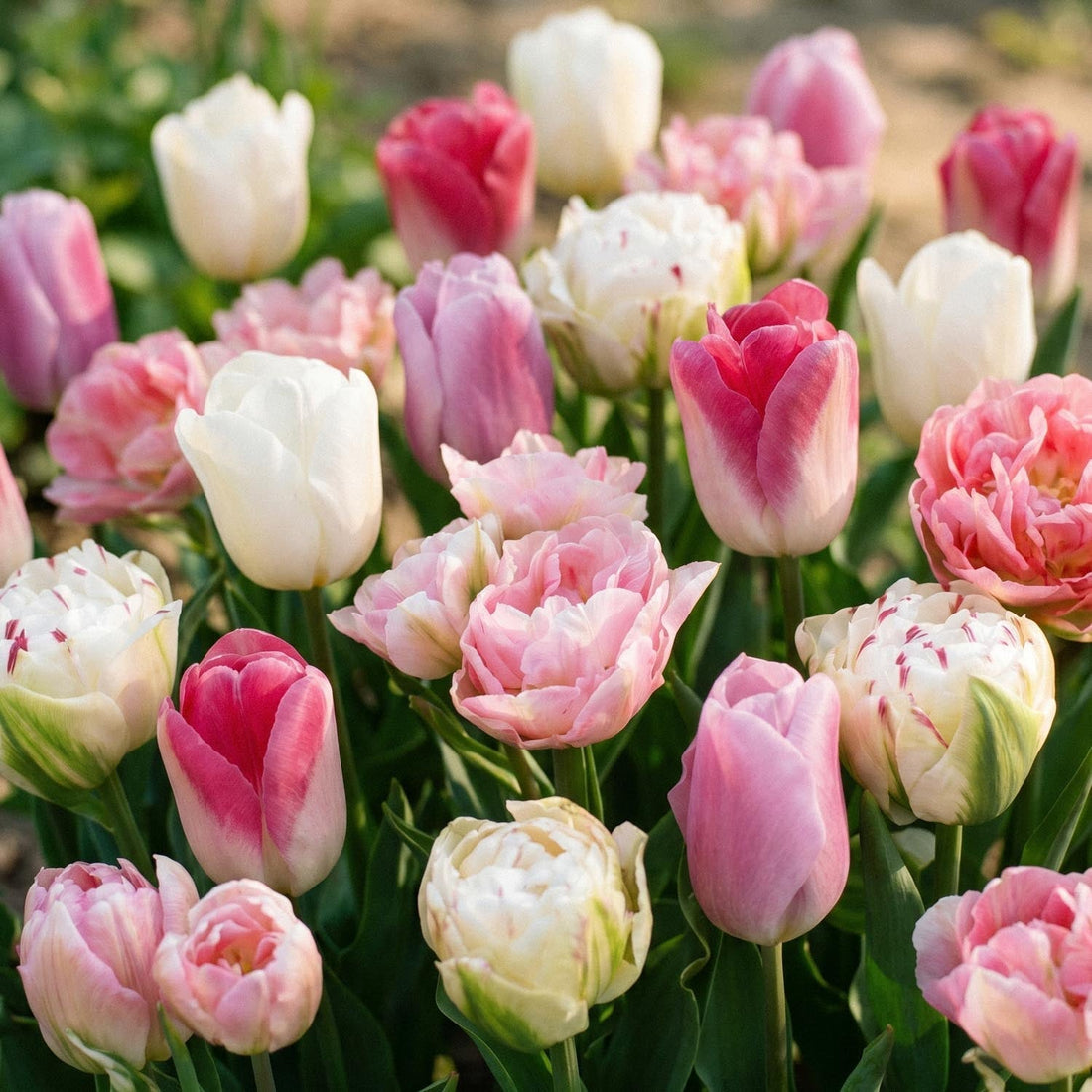 Tulppaaniseos 'Pink White Mixed'