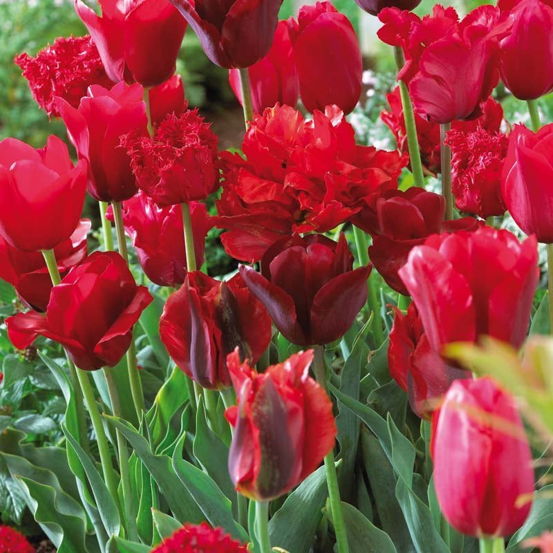 Tulppaaniseos 'Red Mixed'