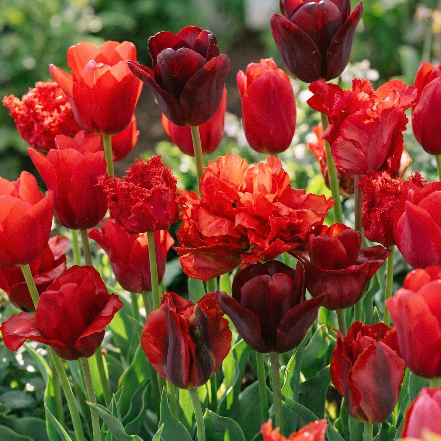 Tulppaaniseos 'Red Mixed'