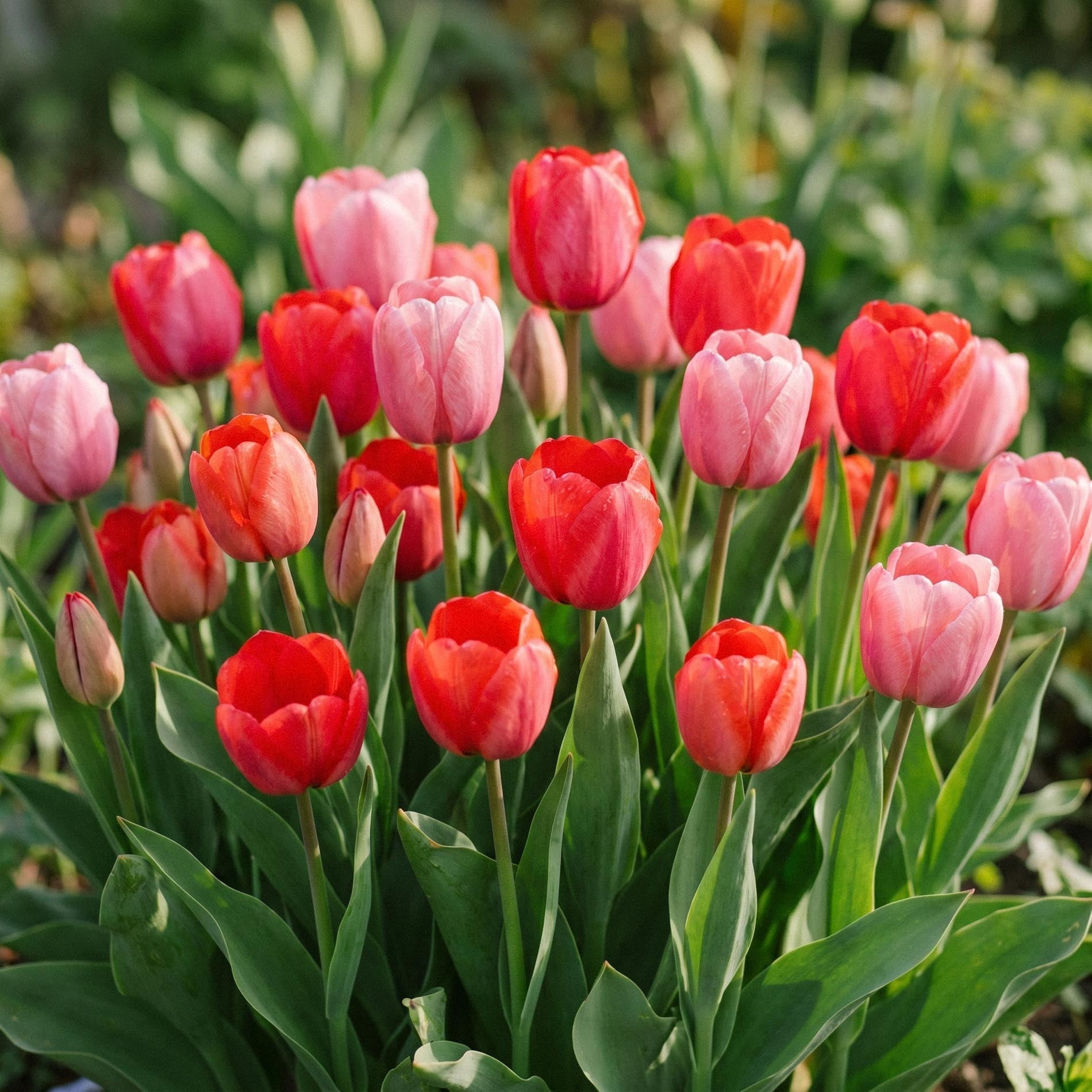 Tulppaaniseos 'Red & Rosé Bouquet Mix'