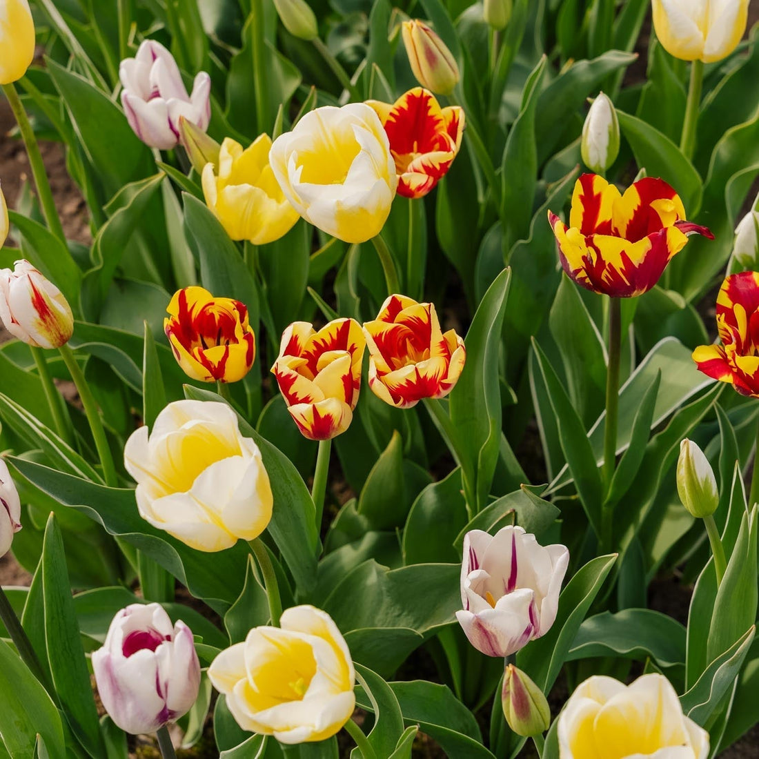 Tulppaaniseos 'Rembrandt Mixed'