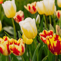 Tulppaaniseos 'Rembrandt Mixed'