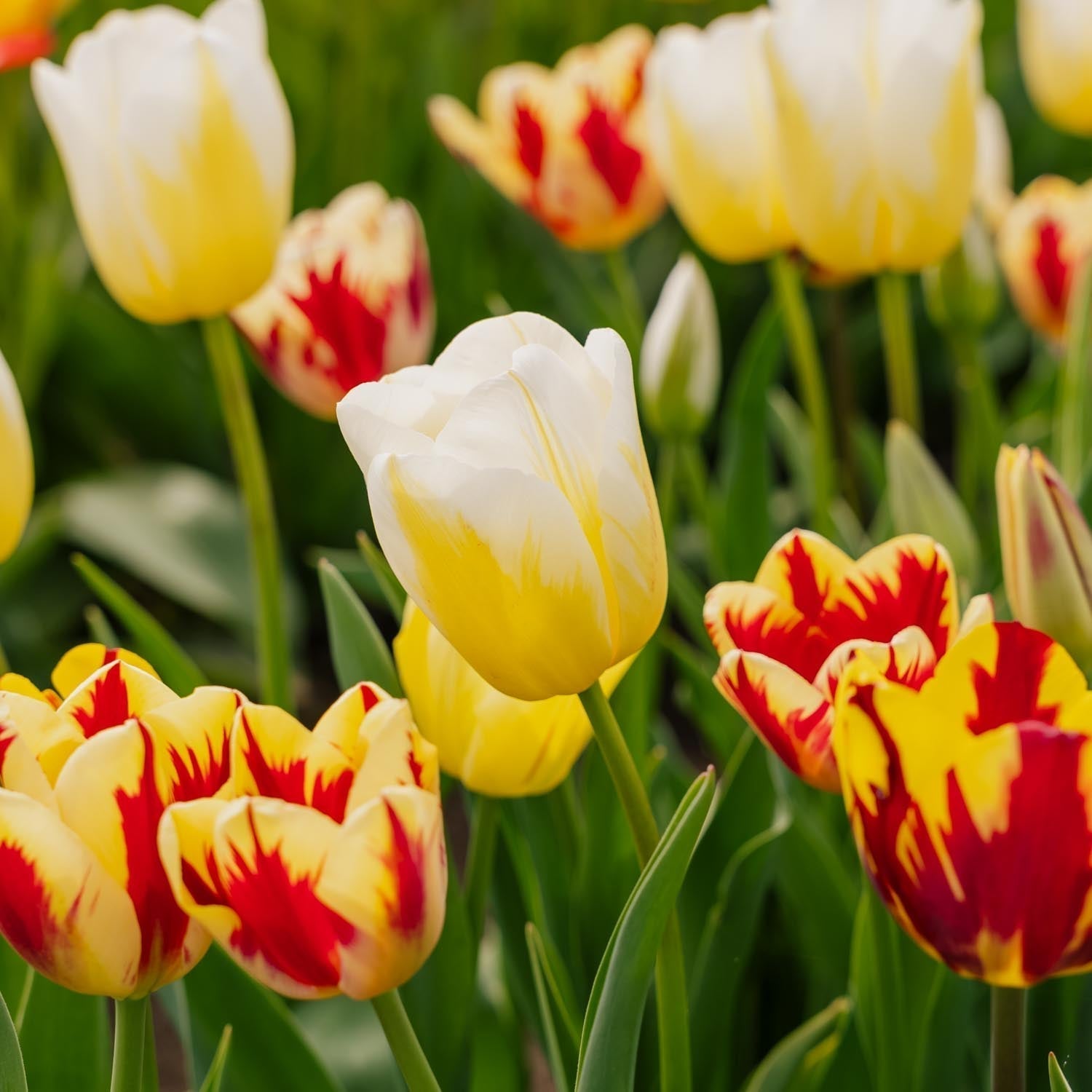 Tulppaaniseos 'Rembrandt Mixed'