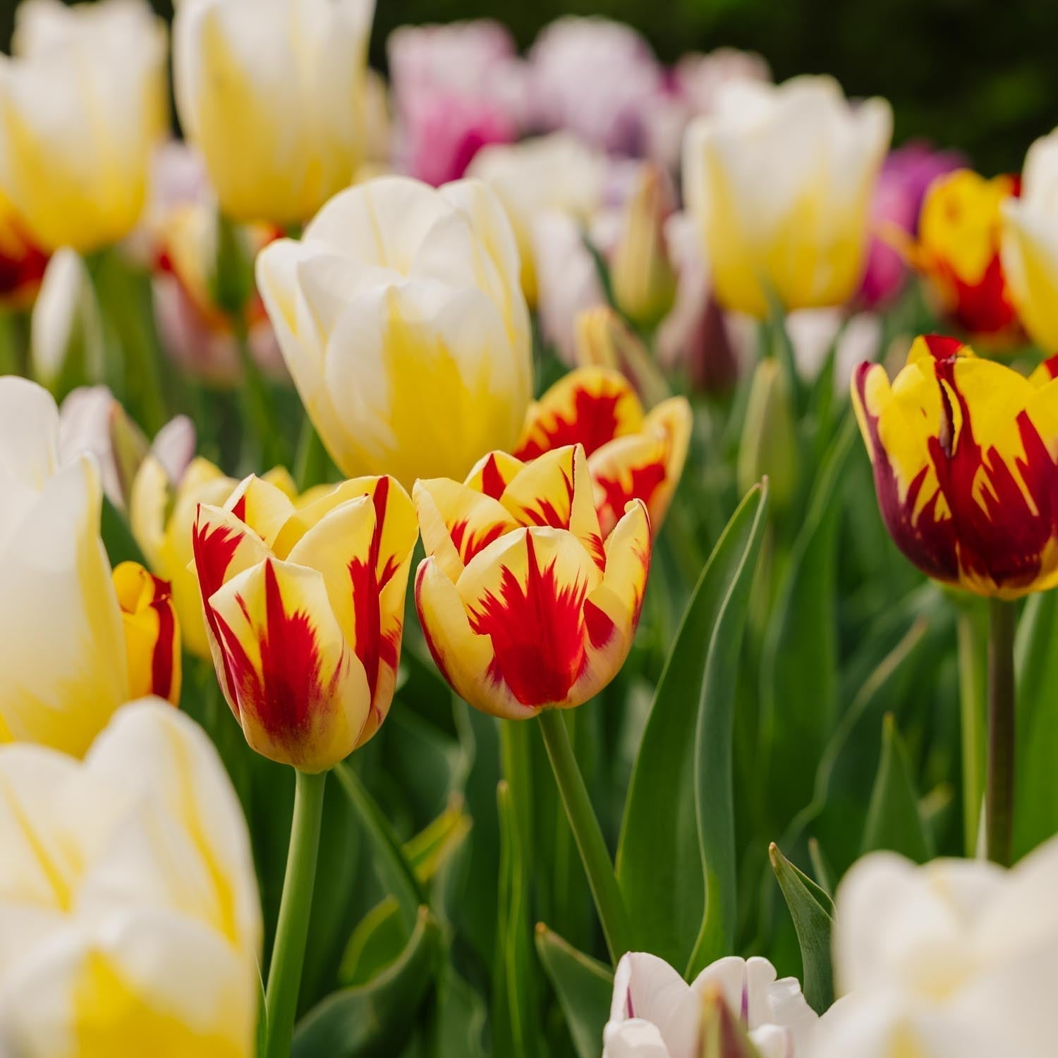 Tulppaaniseos 'Rembrandt Mixed'