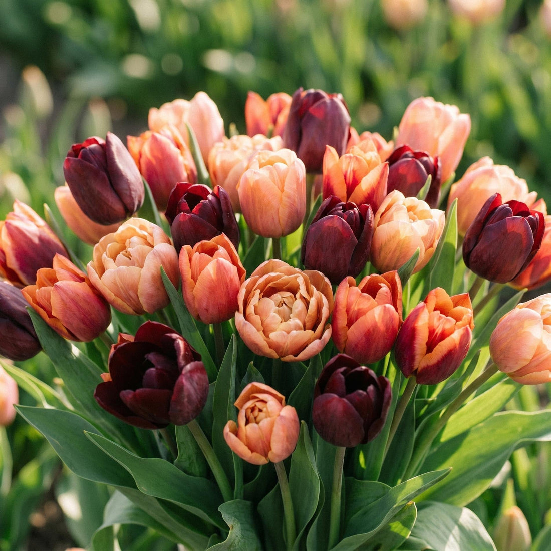 Tulppaaniseos 'Sassy Bouquet Mix'