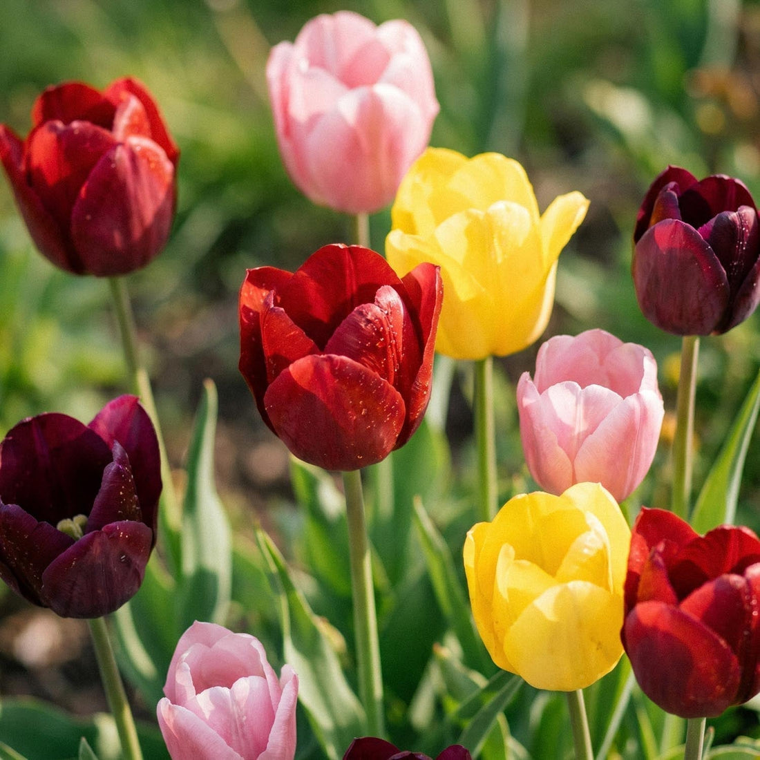 Tulppaaniseos 'Single Late Combi' Mixed