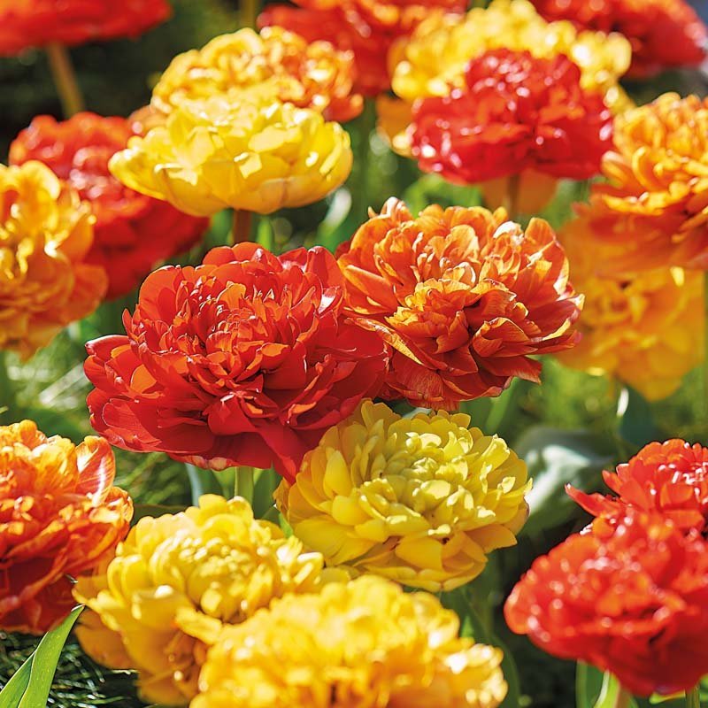 Tulppaaniseos 'Sun Lover Mixed'
