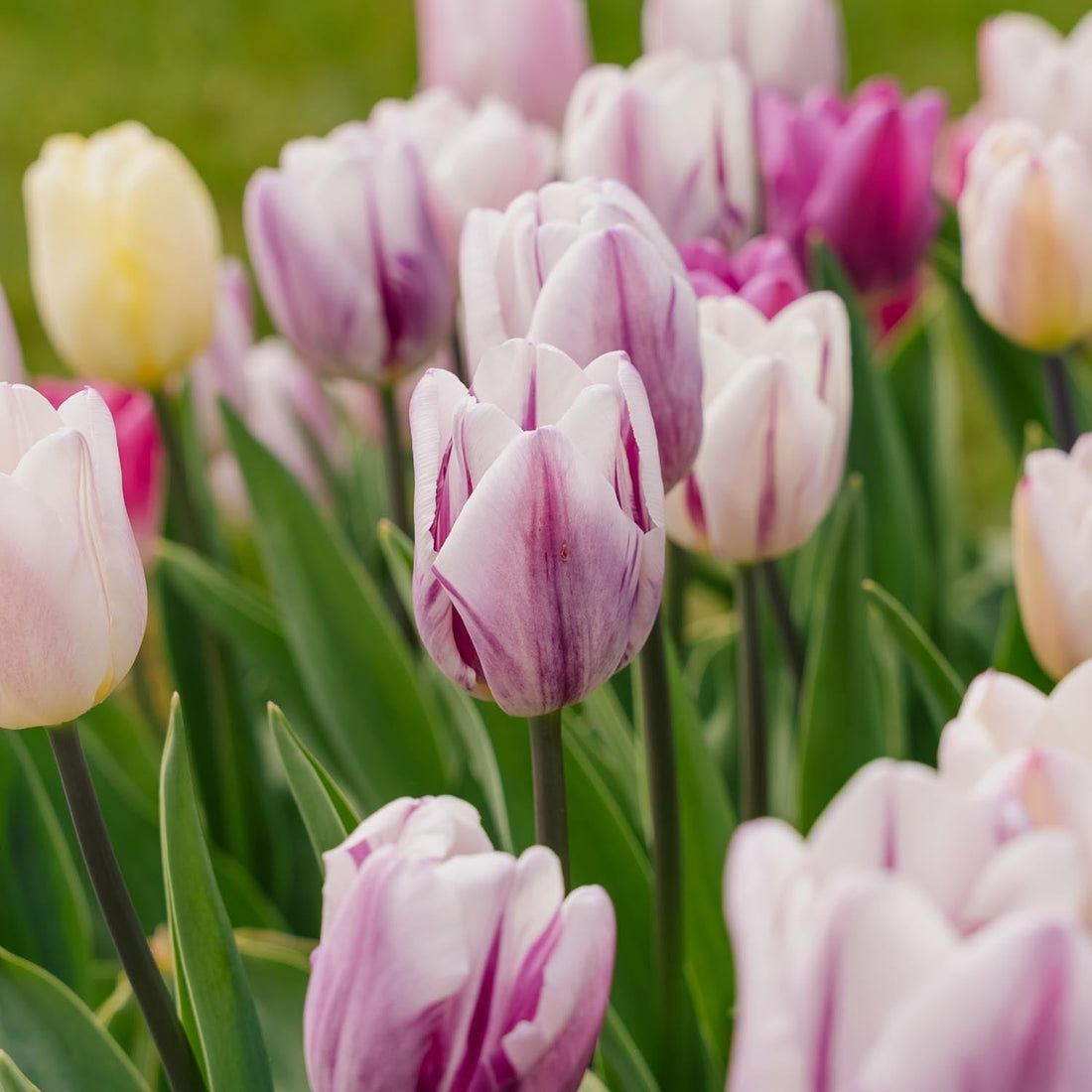 Tulppaaniseos 'Triumph Flag Mixed'