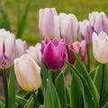 Tulppaaniseos 'Triumph Flag Mixed'