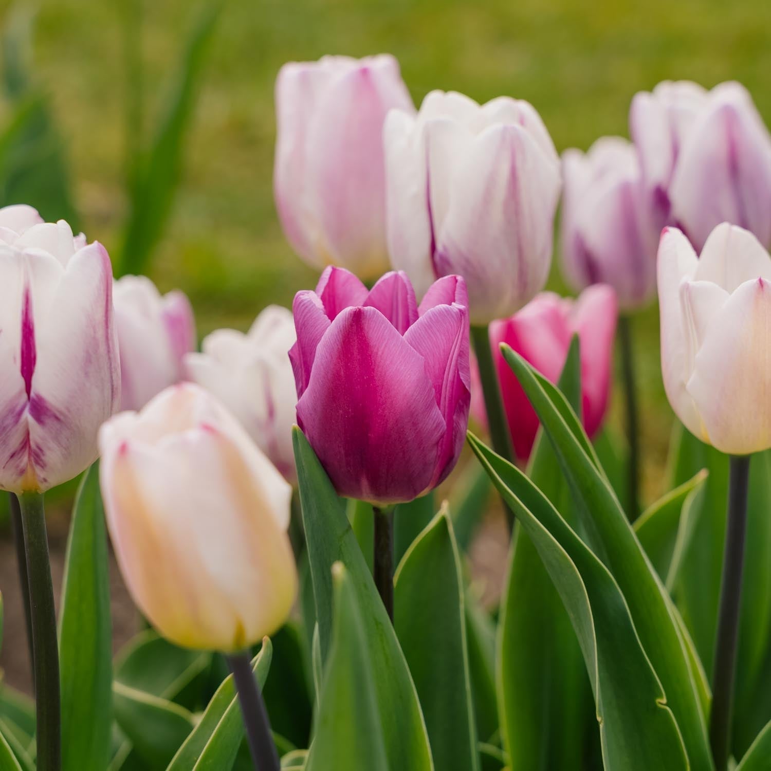 Tulppaaniseos 'Triumph Flag Mixed'