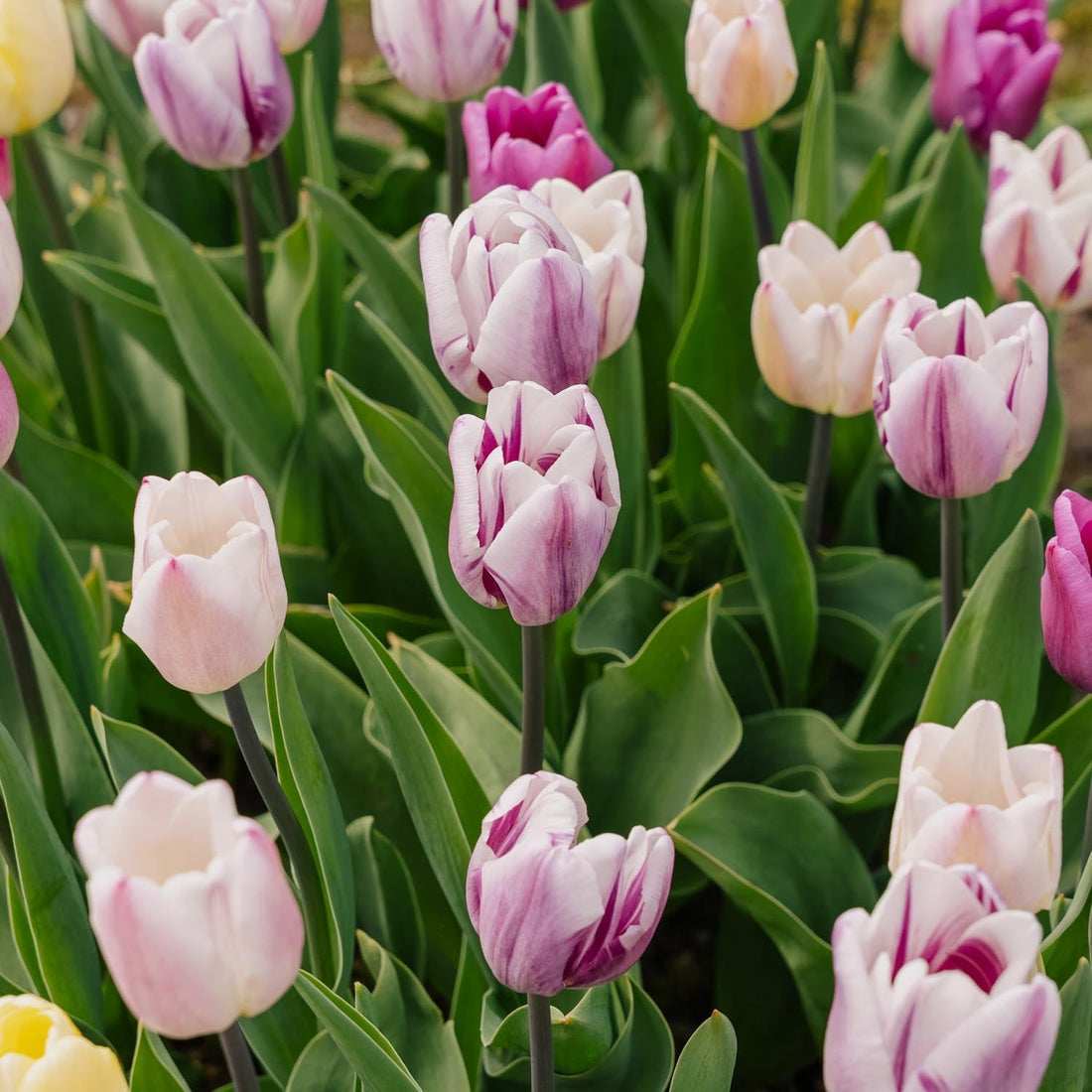 Tulppaaniseos 'Triumph Flag Mixed'