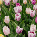 Tulppaaniseos 'Triumph Flag Mixed'