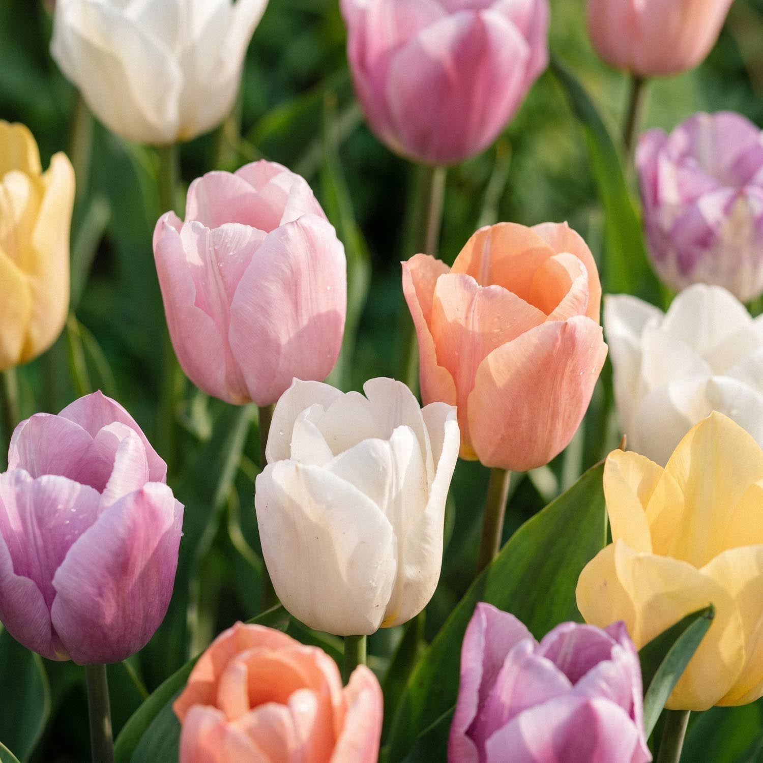 Tulppaaniseos 'Triumph Pastel Mix'