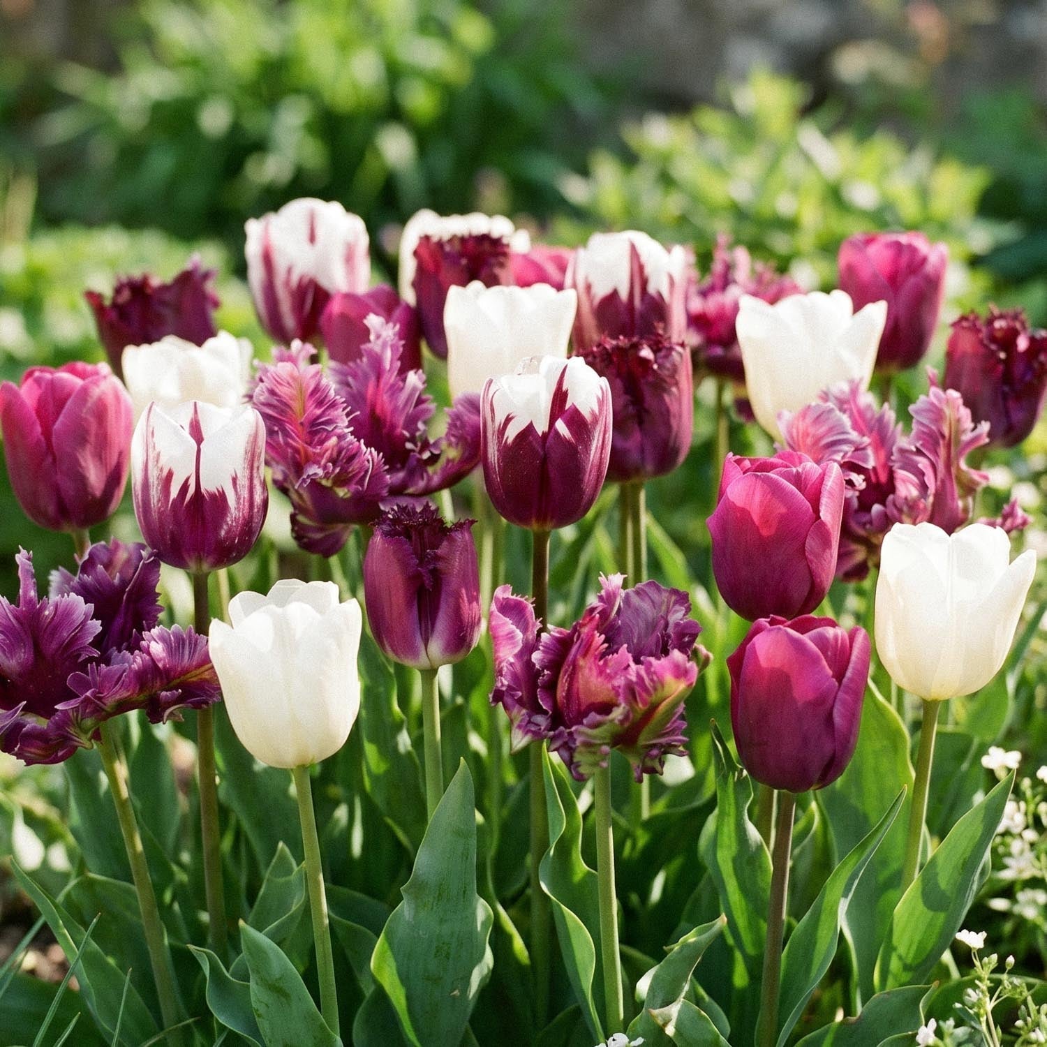 Tulppaaniseos 'Violet Lilac Mixed'