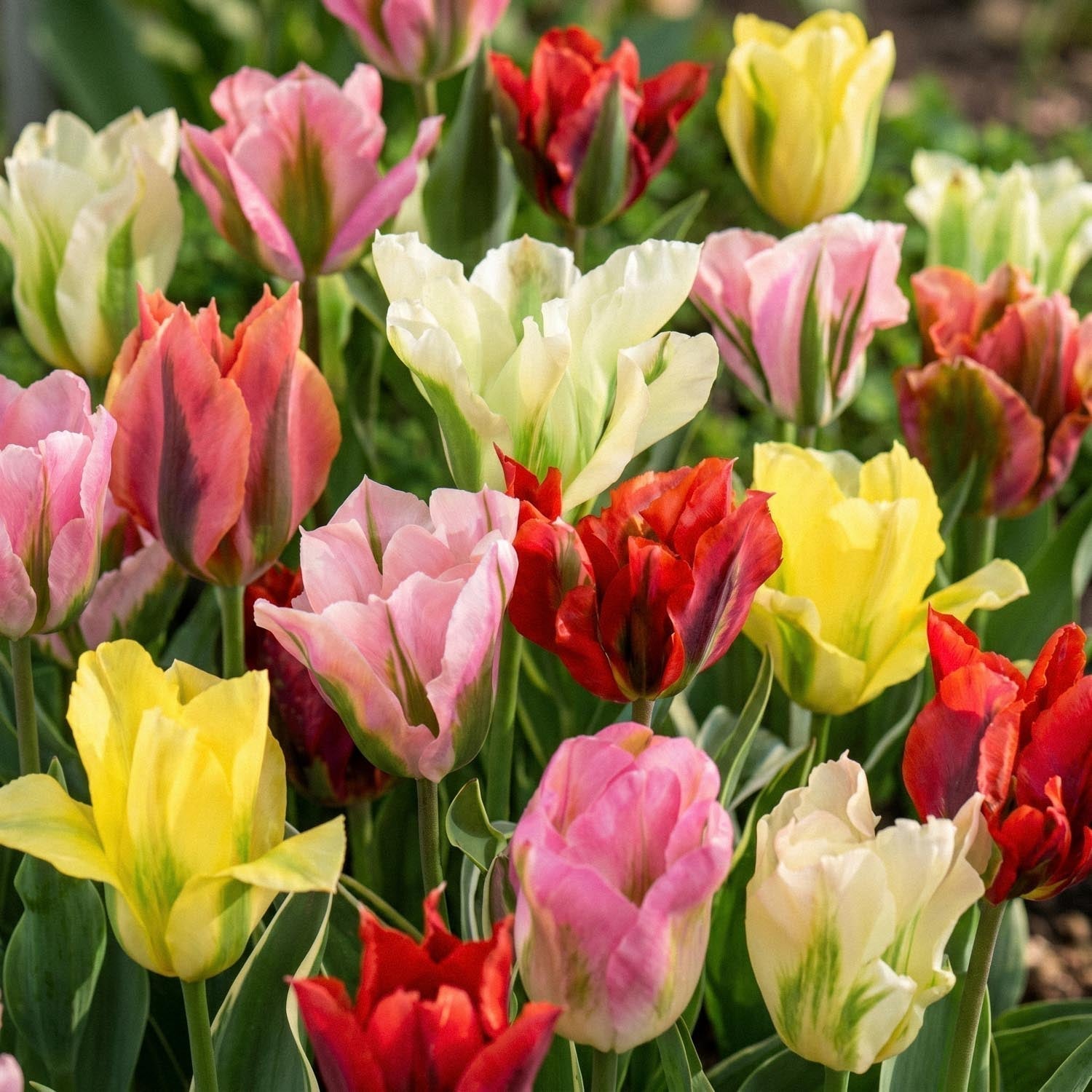 Tulppaaniseos 'Viridiflora Mixed'